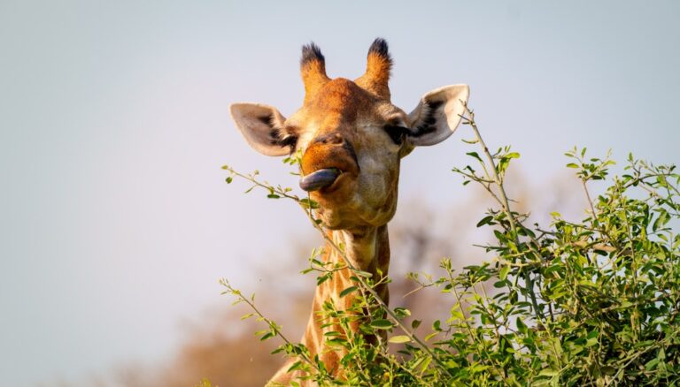 TravelAdventures.com Insider Tips for Thrilling Wildlife Encounters Worldwide